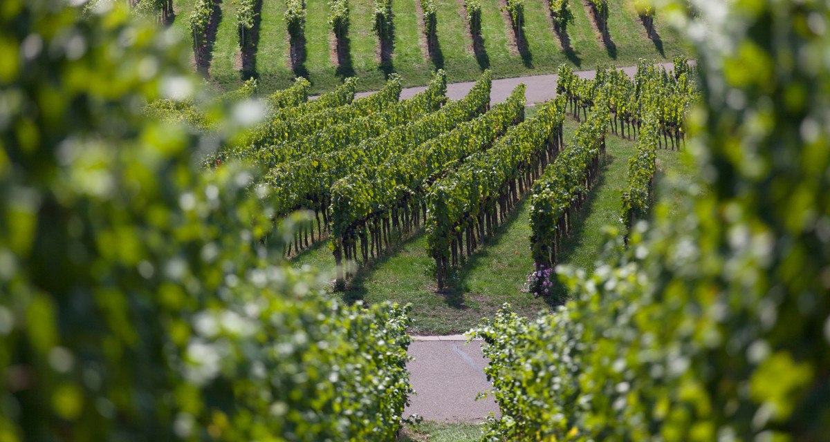 Blick durch die Weinberge, © Remstal Tourismus e.V.