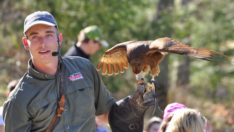 Falkner, © Wildparadies Tripsdrill