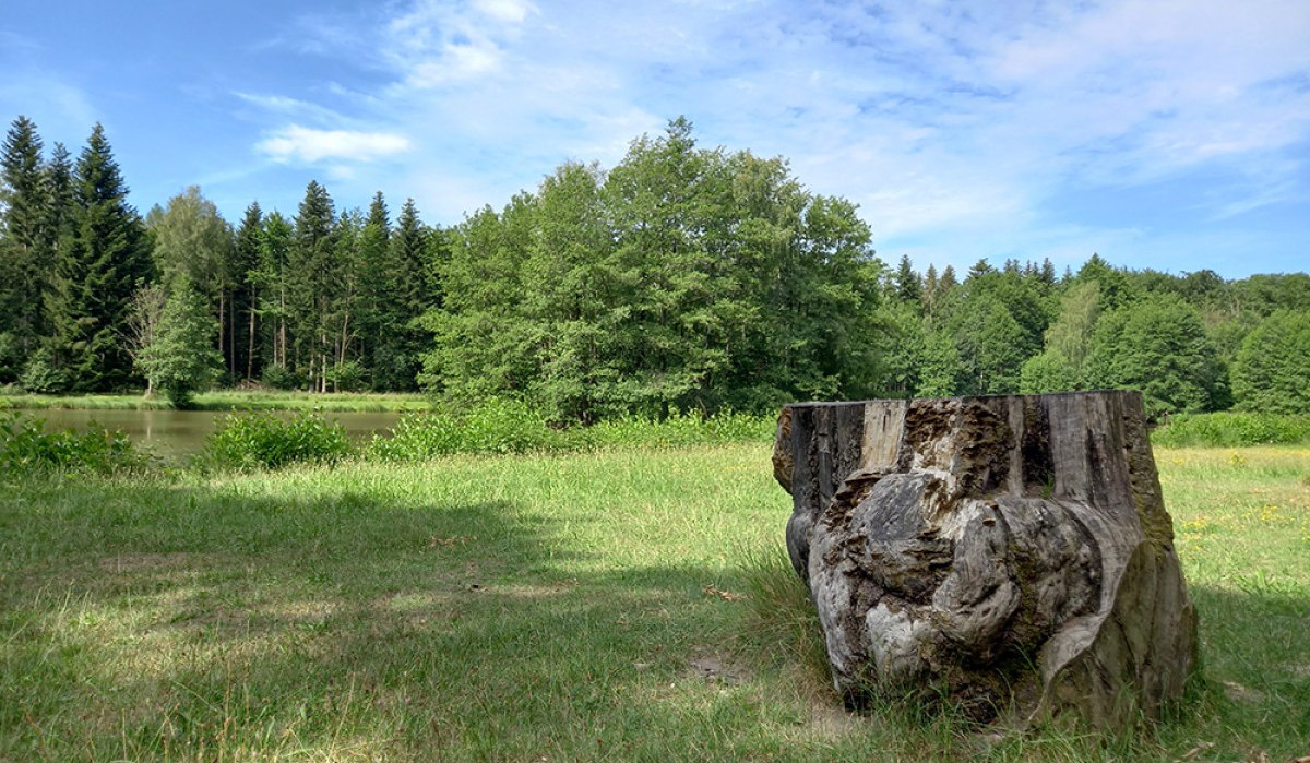 Haspelsee Detail mit Baumwurzel am Ufer in Gaildorf