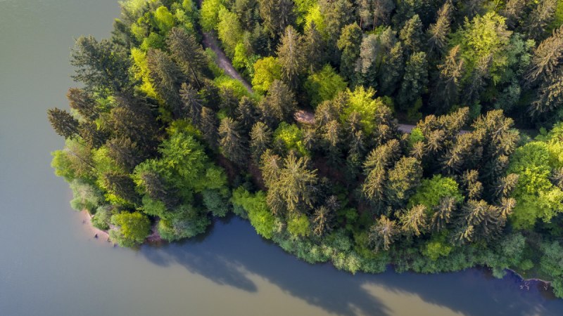 Blick von oben auf das bewaldete Ufer am Herrenbachstaussee