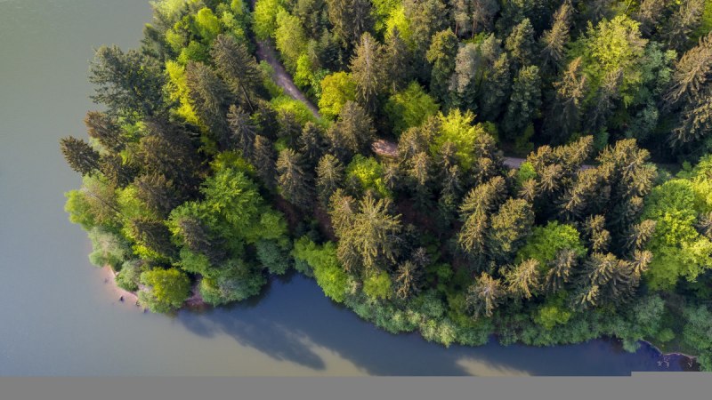 Blick von oben auf das bewaldete Ufer am Herrenbachstaussee