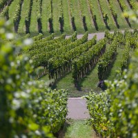 Blick durch die Weinberge, © Remstal Tourismus e.V.