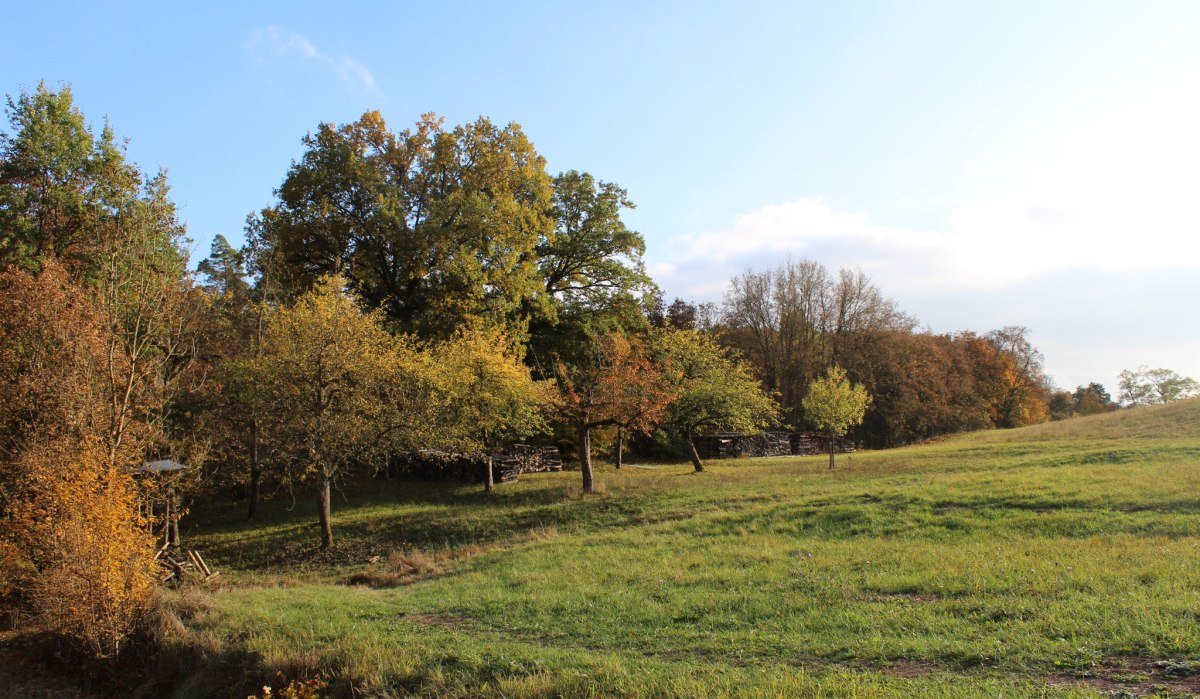 Wiese am Peter-Schanz-Weg Herrenberg, © Natur.Nah. Schönbuch & Heckengäu