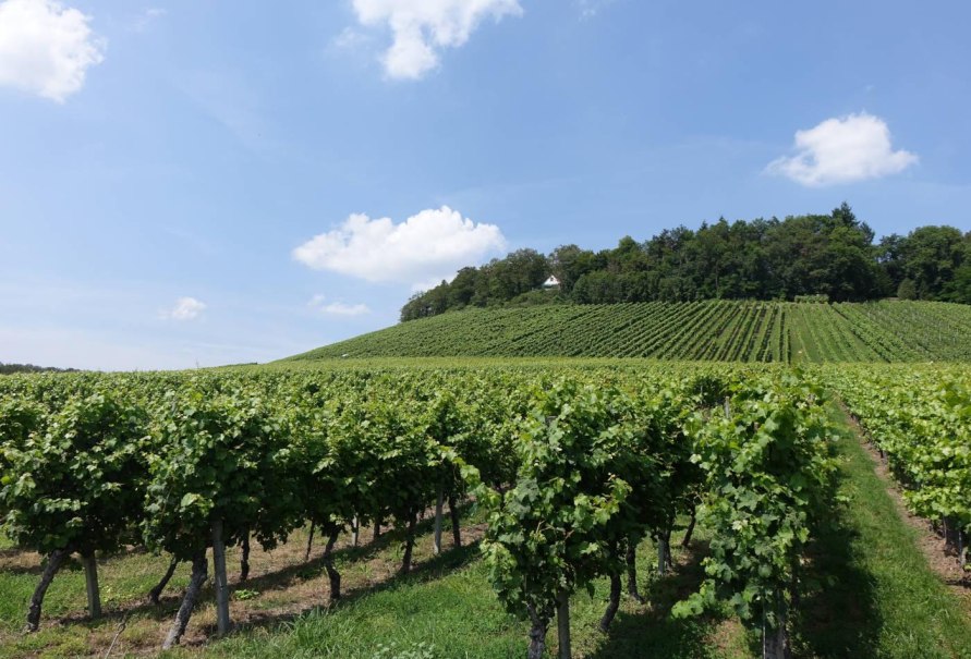 Weinreben am Lemberg, © Tourist Information und Ticket Service Ludwigsburg