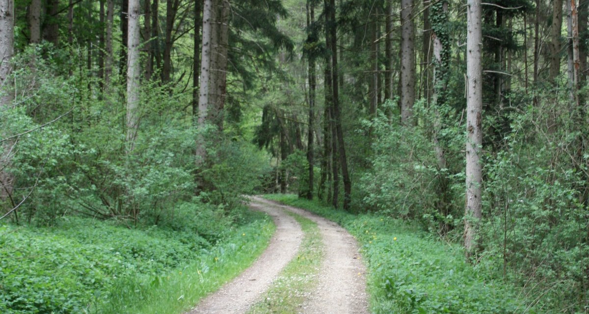 Durch den Schaubenwald, © Touristik und Marketing GmbH Schwäbisch Gmünd