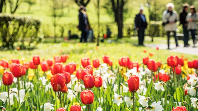 Gönninger Tulpenblüte, © StaRT - Stadtmarketing und Tourismus Reutlingen GmbH