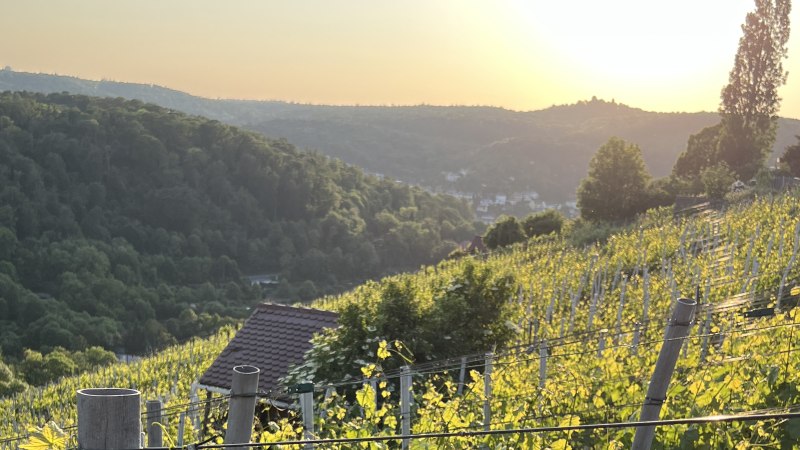 Weinberg am Schimmelhüttenweg, © weinvomhaigst