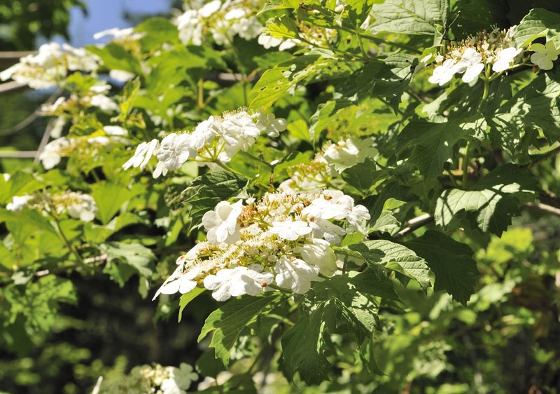 Blume in Arboretum Herrenberg