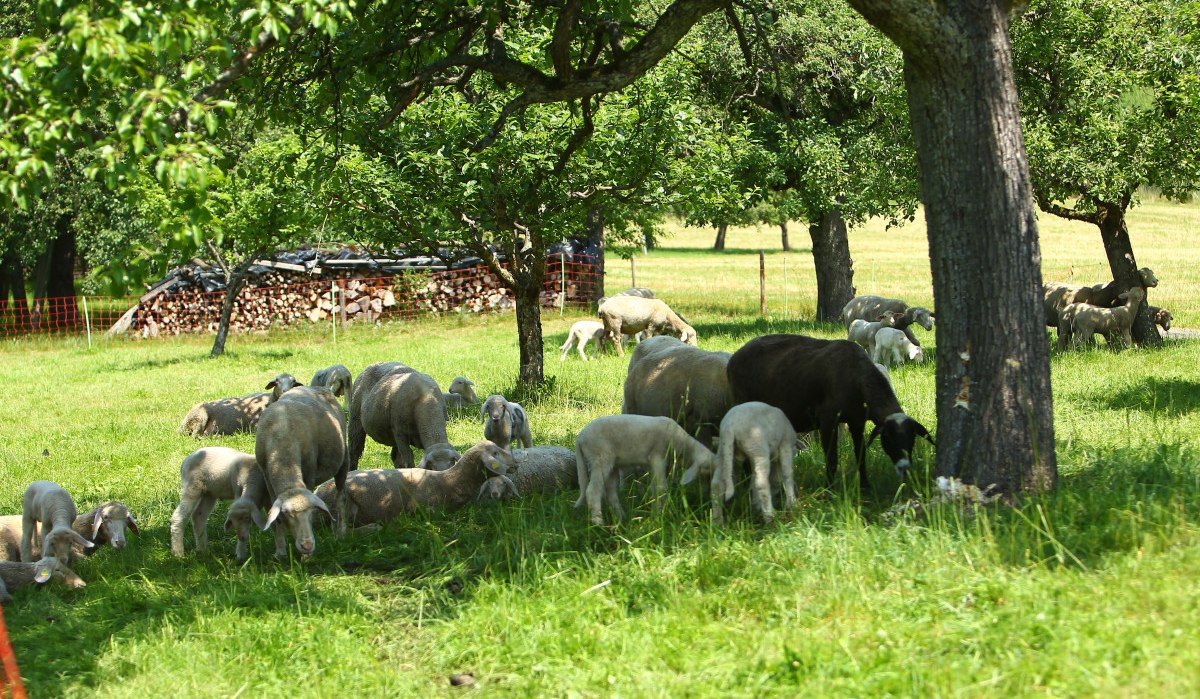 Schafe auf dem Hof Holzapfel, © Landratsamt Böblingen