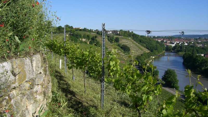 Weingut Warth, © Weingut Warth