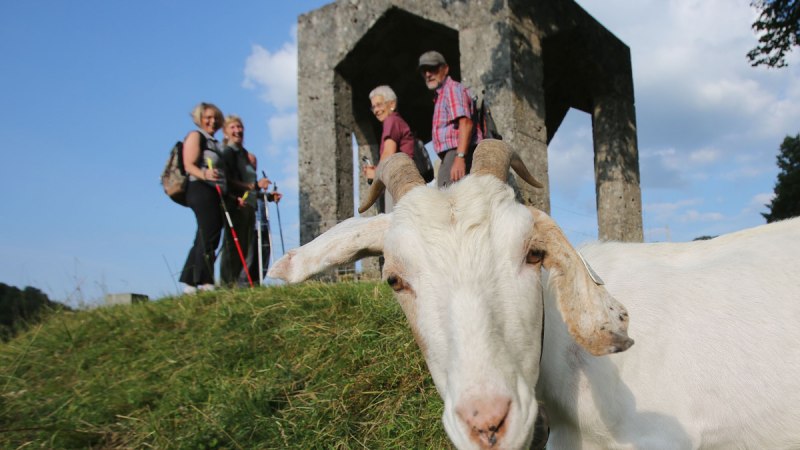 Wanderer stehen mit einer Ziege auf dem Burgberg, © Bad Urach Tourismus