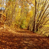 Symbolbild Wanderweg Gaildorf im Herbst