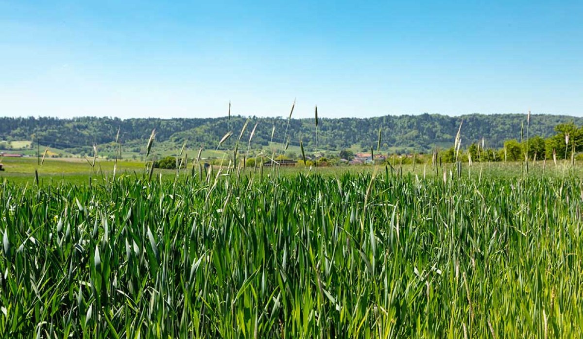 Symbolbild Feld am Gaildorfer Kirchberg