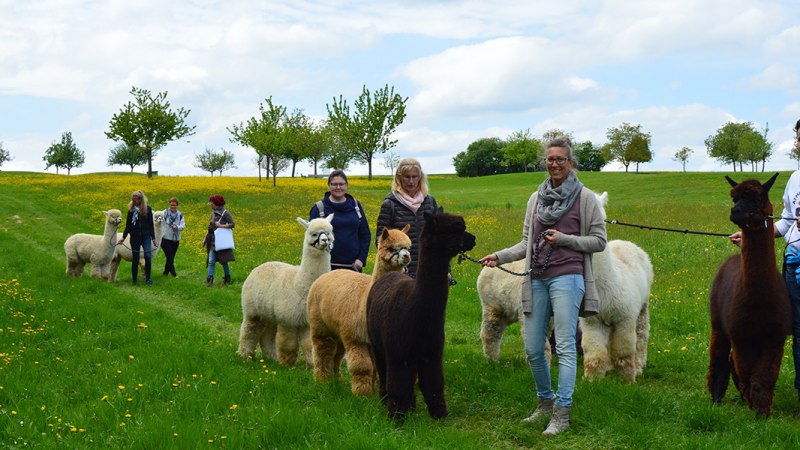 Alpaka Wanderung und Kindergeburtstage auf der Alpakawiese