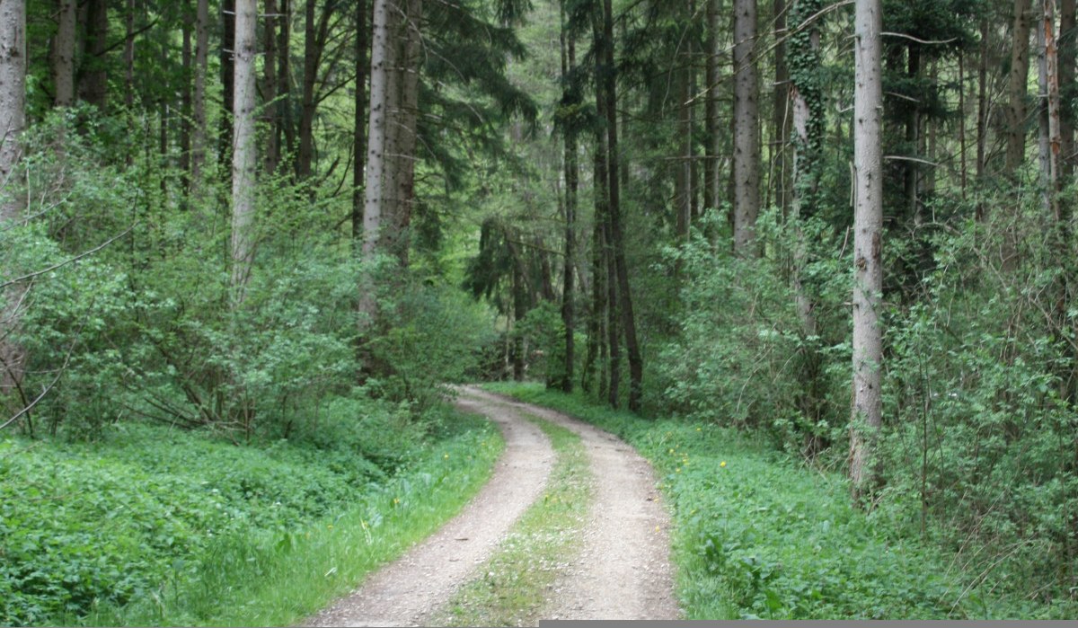 Durch den Schaubenwald, © Touristik und Marketing GmbH Schwäbisch Gmünd