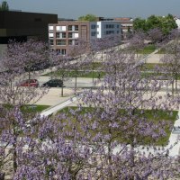 Blühende Paulownien beim Stadthaus, © Stuttgart-Marketing GmbH