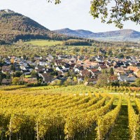 Blick auf Beuren durch die Weinberge, © SMG, Sarah Schmid