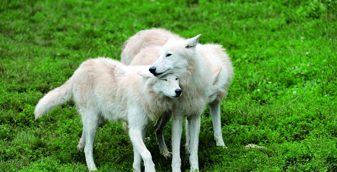 Polarwölfe, © Wildparadies Trispdrill