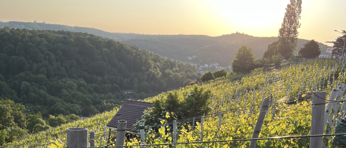 Weinberg am Schimmelhüttenweg, © weinvomhaigst