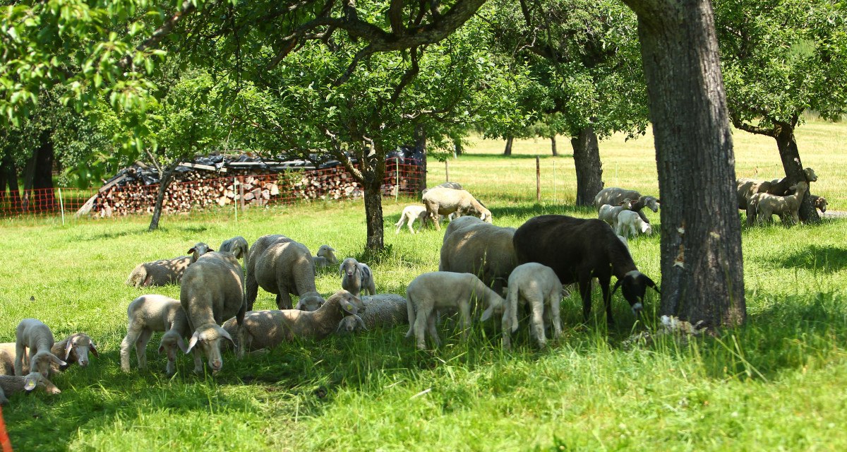 Schafe auf dem Hof Holzapfel, © Landratsamt Böblingen