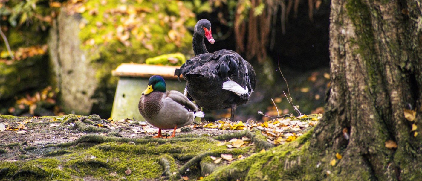 Stockente und Schwarzschwan am Schwanensee, Kurpark Bad Wildbad, © SMG, Sarah Schmid