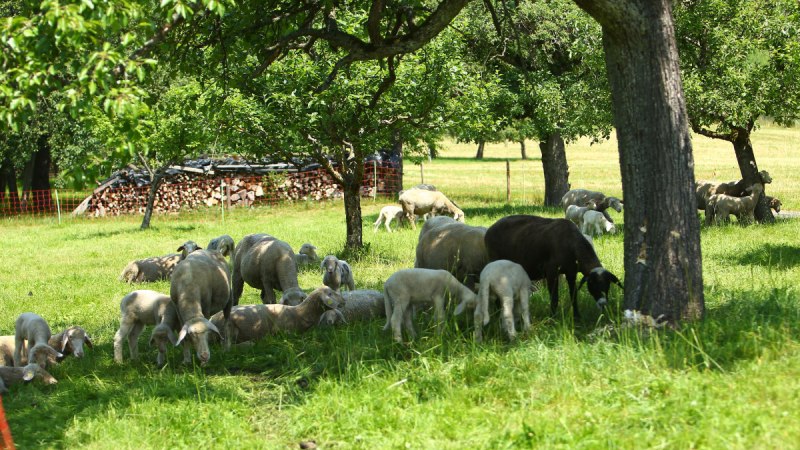 Schafe auf dem Hof Holzapfel, © Landratsamt Böblingen