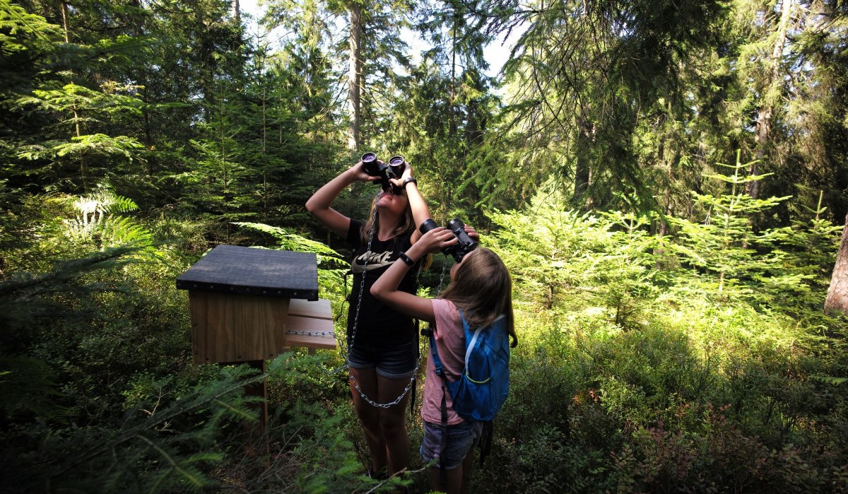 Kinder unterwegs auf dem Auerhahnsteig an einer der insgesamt 7 Stationen, © Nördlicher Schwarzwald