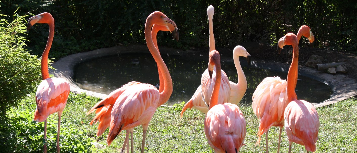 Flamingos im Tierpark Göppingen, © Tierpark Göppingen