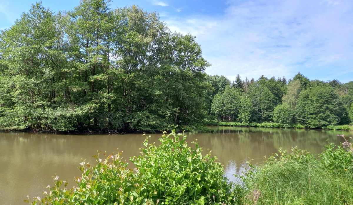 Blick über den Haspelsee - mit baumbestandener Insel und mit Büschen bewachsenem Seeufer