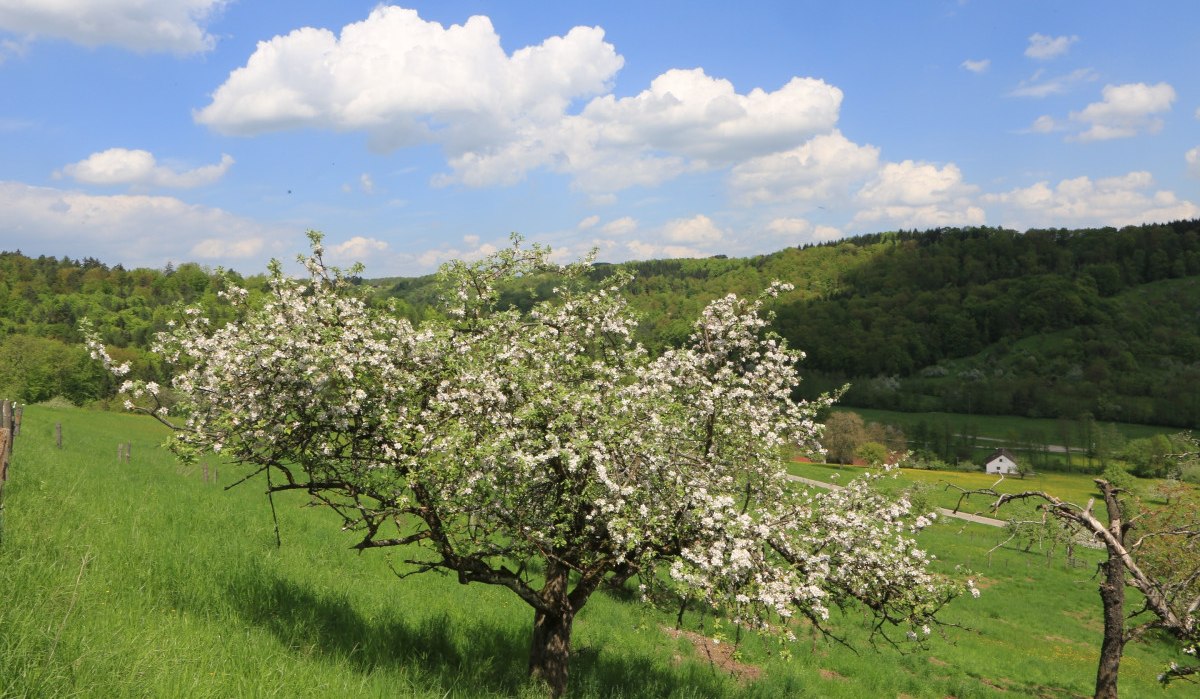 Höhenweg Schorndorf, © Stadt Schorndorf