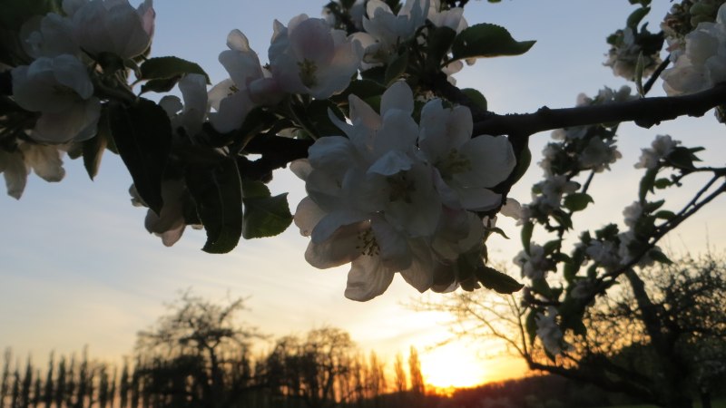 Sonnenuntergang in den Streuobstwiesen bei Beuren, © Tourist-Info Beuren