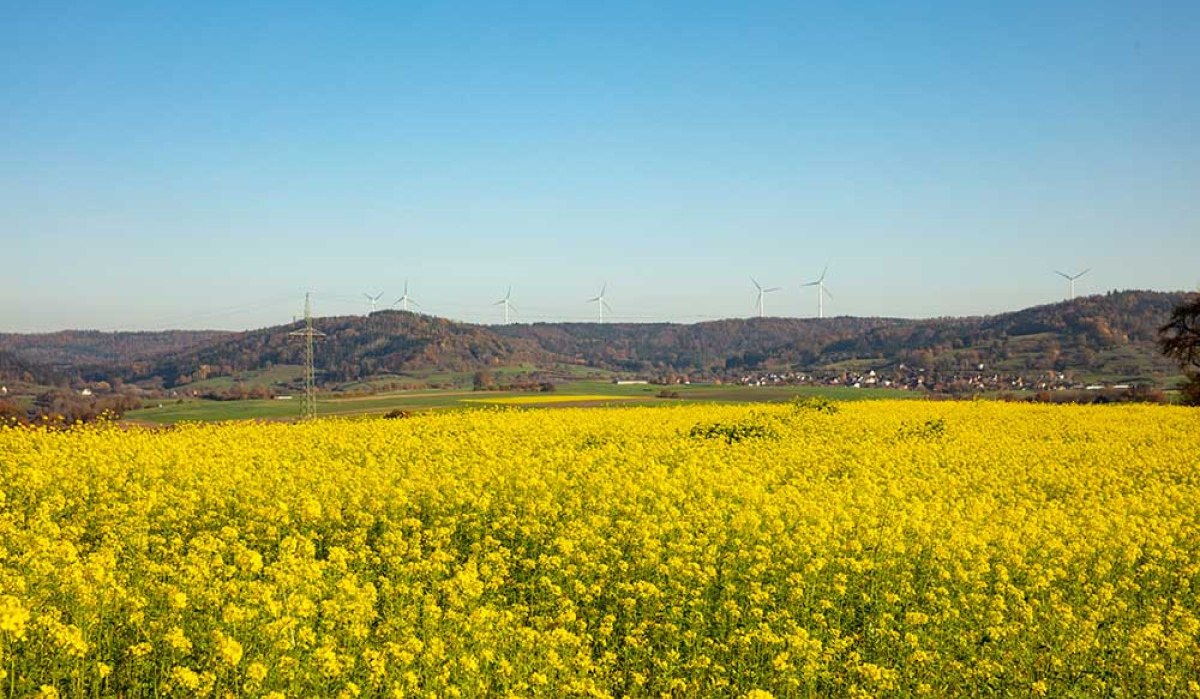 Rapsfeld mit Kieselberg in Gaildorf