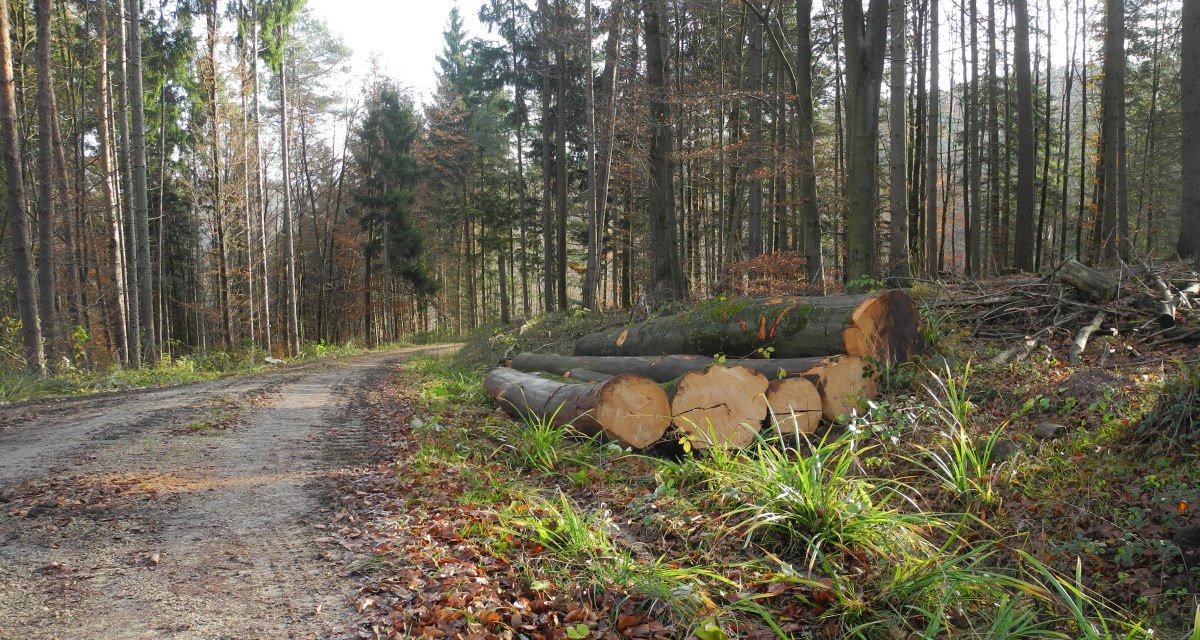 Weg durch den Wald, © Remstal Tourismus e.V.