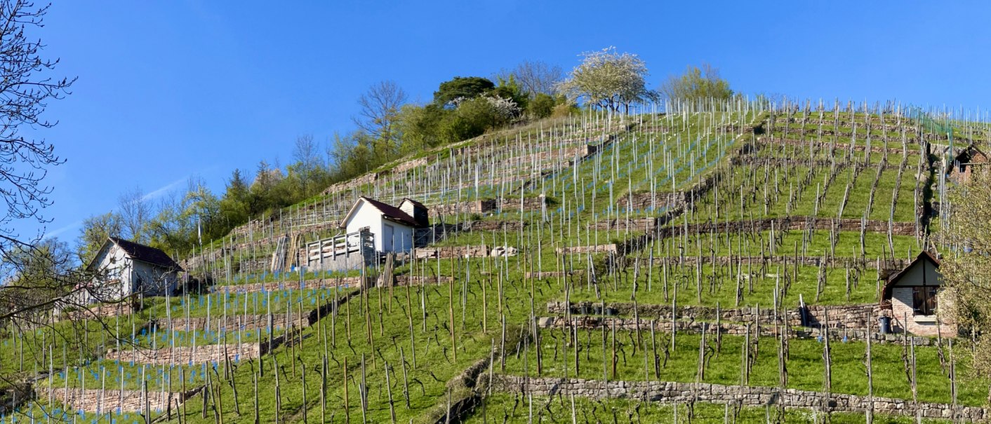 Dürrbachtal, © Weingärtnergenossenschaft Hedelfingen