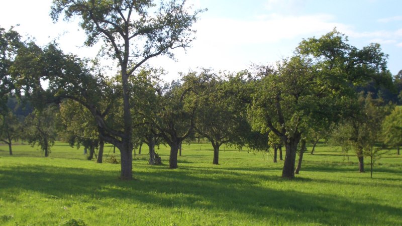 Streuobstwiese bei Hildrizhausen, © Natur.Nah. Schönbuch & Heckengäu