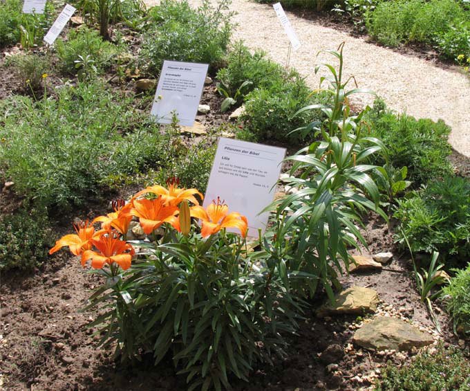 Bibelgarten Korb im Remstal