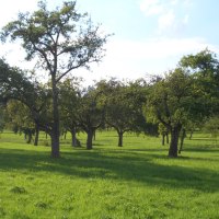 Streuobstwiese bei Hildrizhausen, © Natur.Nah. Schönbuch & Heckengäu