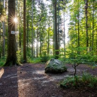 Auf den ersten Blick eigentlich unspektakulär, aber das ist er: der Gipfel des Gehrenberg 754,3 m ü.M., © Tourismusgemeinschaft Gehrenberg-Bodensee e.V.