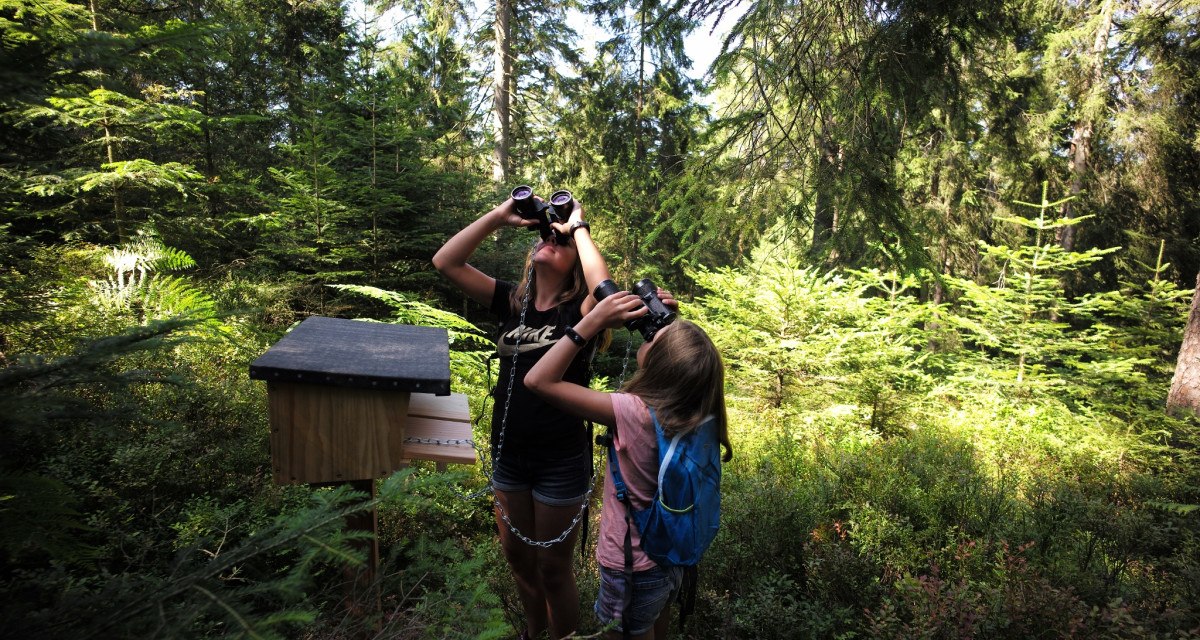 Kinder unterwegs auf dem Auerhahnsteig an einer der insgesamt 7 Stationen, © Nördlicher Schwarzwald