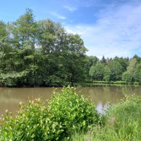 Blick über den Haspelsee - mit baumbestandener Insel und mit Büschen bewachsenem Seeufer