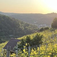 Weinberg am Schimmelhüttenweg, © weinvomhaigst