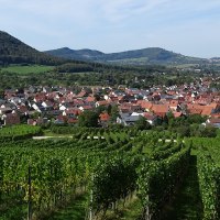 Weinberge in Beuren, © Kurverwaltung / Panorama Therme Beuren