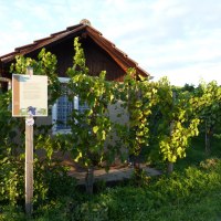 Weinlehrpfad Horrheim, © Land der 1000 Hügel - Kraichgau-Stromberg