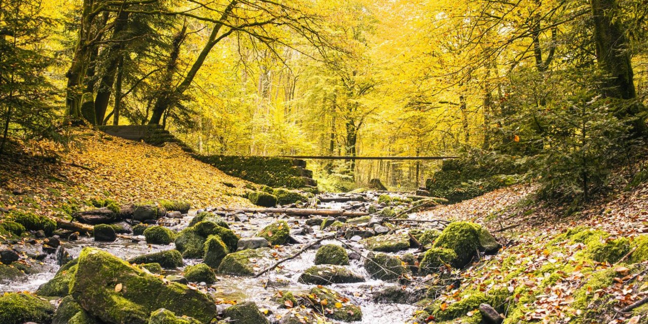 Monbachtal, Bad Liebenzell, © SMG, Sarah Schmid