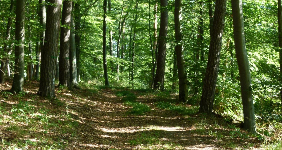 Wegabschnitt durch ein Buchenwäldchen, © Natur.Nah. Schönbuch & Heckengäu