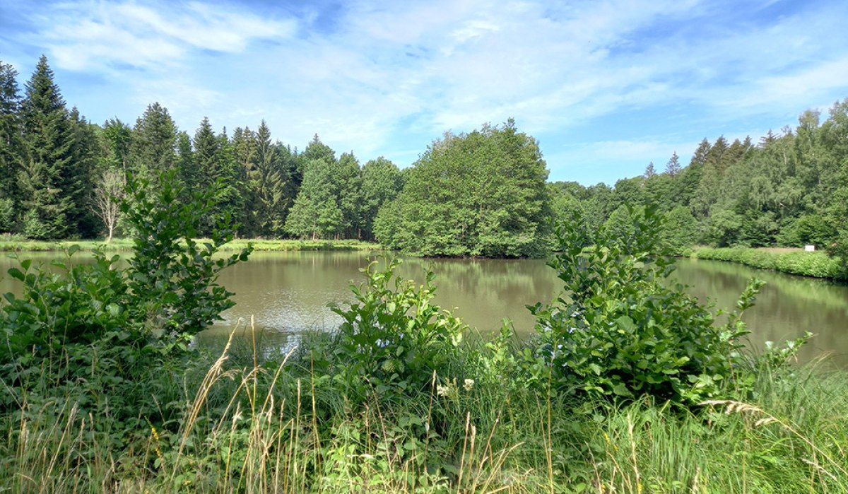 Haspelsee mit Uferlandschaft in Gaildorf Rundwanderweg 6