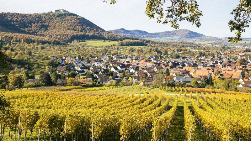 Blick auf Beuren durch die Weinberge, © SMG, Sarah Schmid