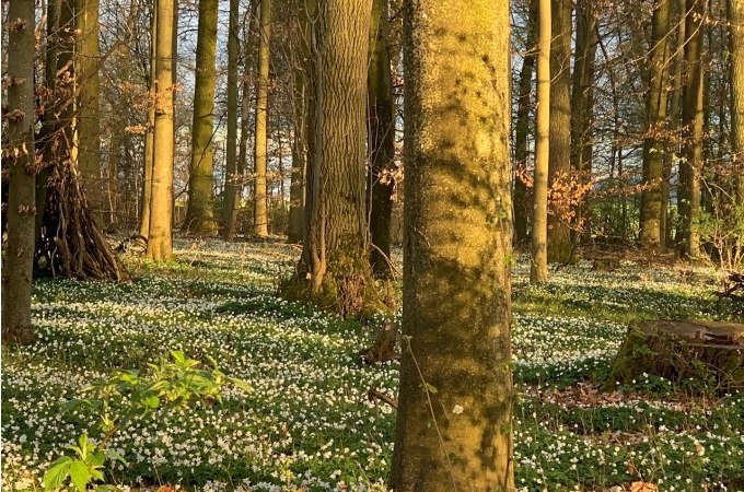 Shinrin Yoku  - Waldbaden im Jahreskreis: Frühjahr-Tag- und Nachtgleiche, © WTM GmbH Waiblingen