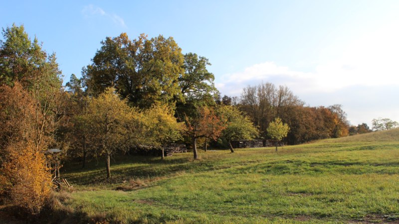 Wiese am Peter-Schanz-Weg Herrenberg, © Natur.Nah. Schönbuch & Heckengäu