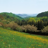 Blumenwiese, © Tourismusgemeinschaft Marbach-Bottwartal